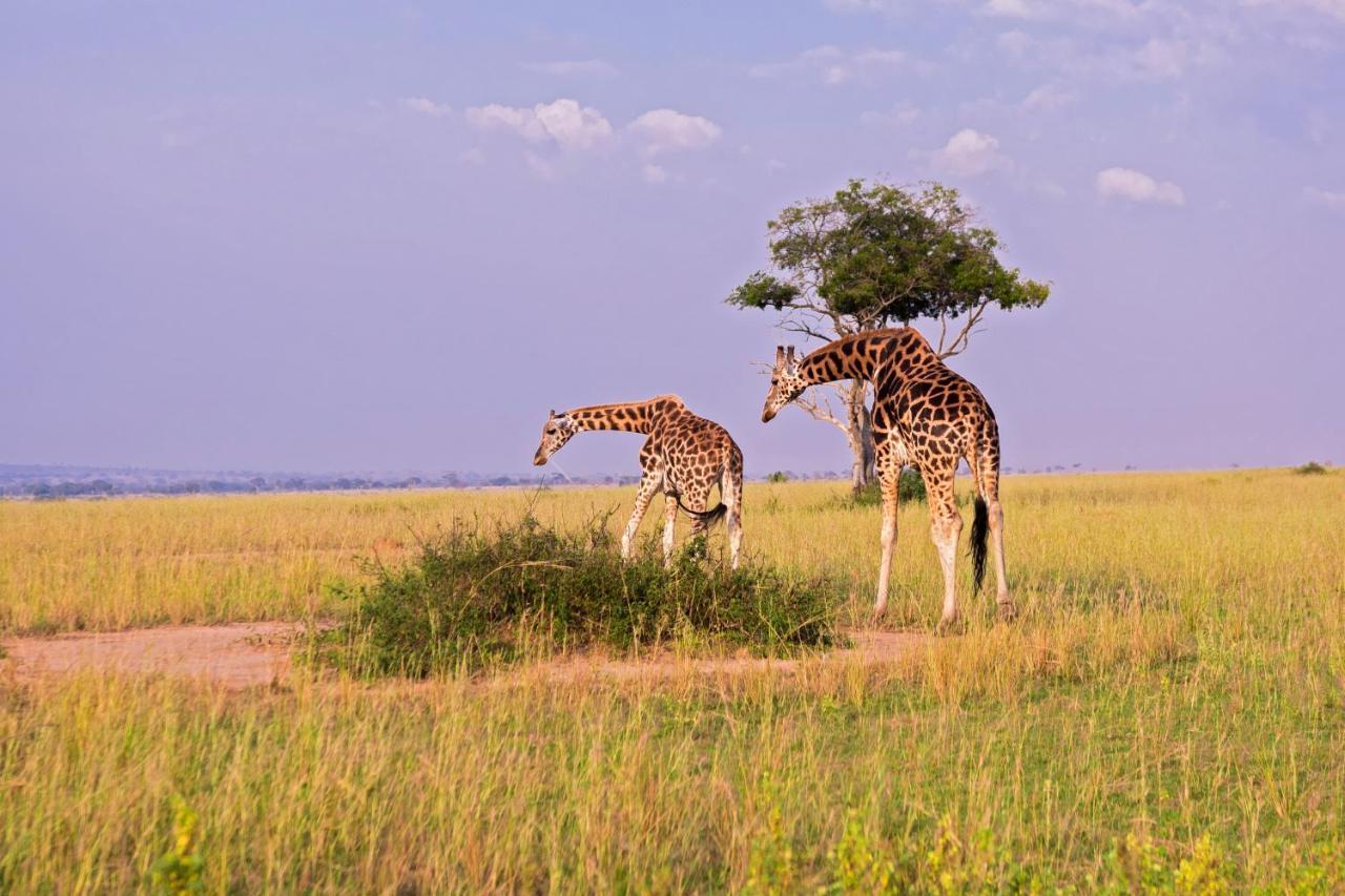 Tilenga Safari Lodge Arua ภายนอก รูปภาพ